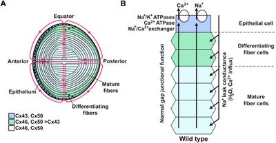 Role and Posttranslational Regulation of Cx46 Hemichannels and Gap Junction Channels in the Eye Lens